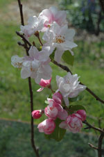 image close-up of tree blossom