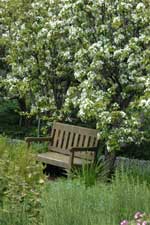 image of a garden seat under a tree in blossom