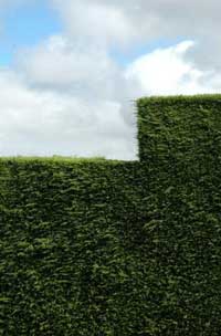 An image of a Yew Hedge