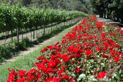 Photograph of a bed of roses in a vineyard
