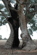 Image of a fire-damaged but living tree