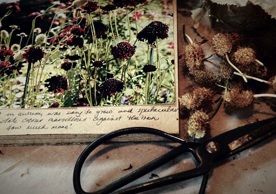 image of garden diaries